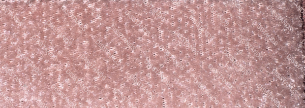Ficha técnica moqueta Velvedis: composición 100% poliéster, peso 650 gr/m², ancho 200 cm, certificación Fire Resistant